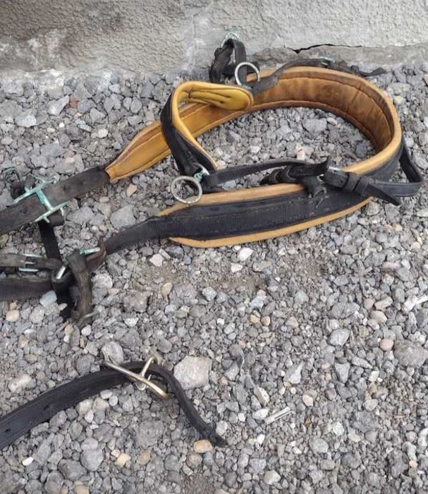 Hamuri maraton trăsura Olanda