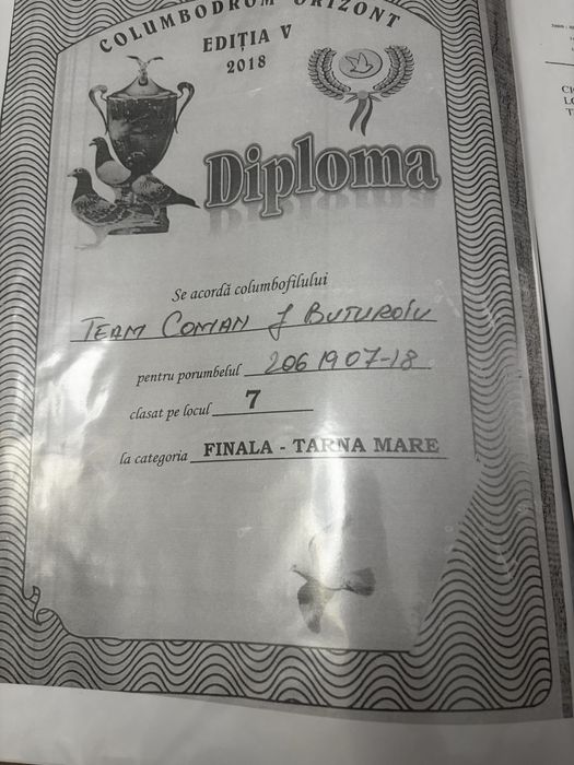 Porumbei Voiajori sport pentru matca