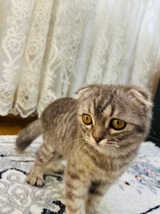 Котёнок Scottish fold
