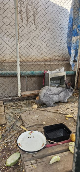 Продаётся кролик самка серебро готова  к смешивание