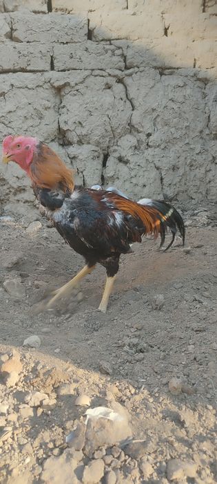 Dakan xoʻrozla sotiladi