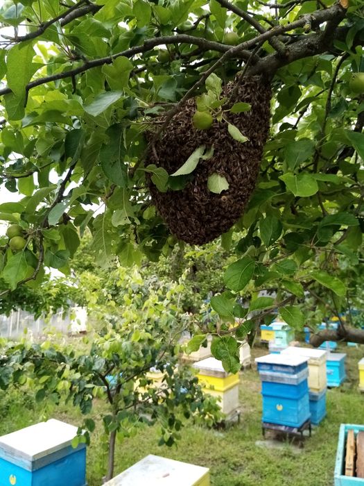 Продавам пчелни семейства,рамки с пило ДБ и ЛР,пчелни отводки