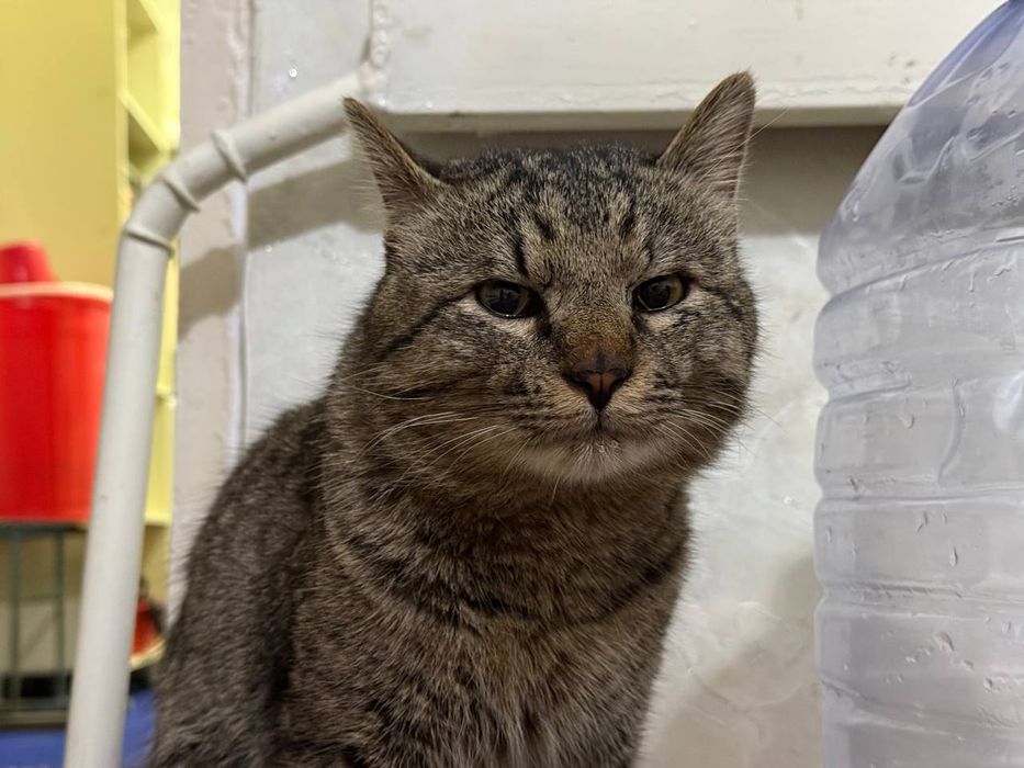 Pishiq biypul berip jiberemen alatin bosa