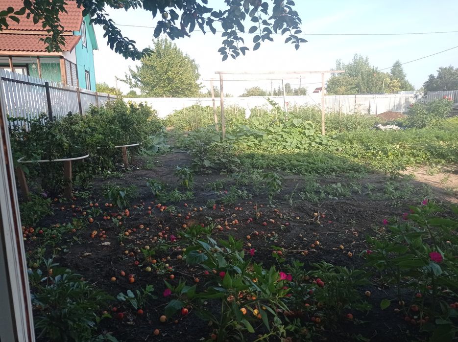 Продам дачу с насажденьями