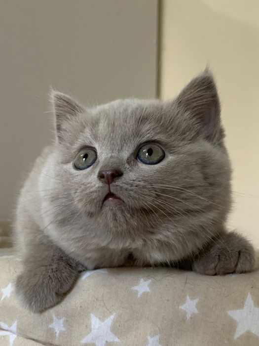 Продается котенок.Скотиш страйт.2 мес.Девочка.Лилового окраса