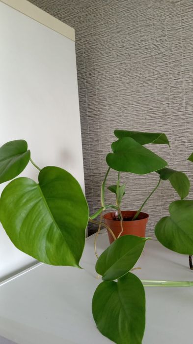 Комнатные вьющиеся растения