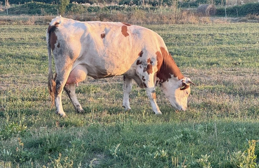Vand vaca bălțată de 4 ani cu vitea de 3 luni