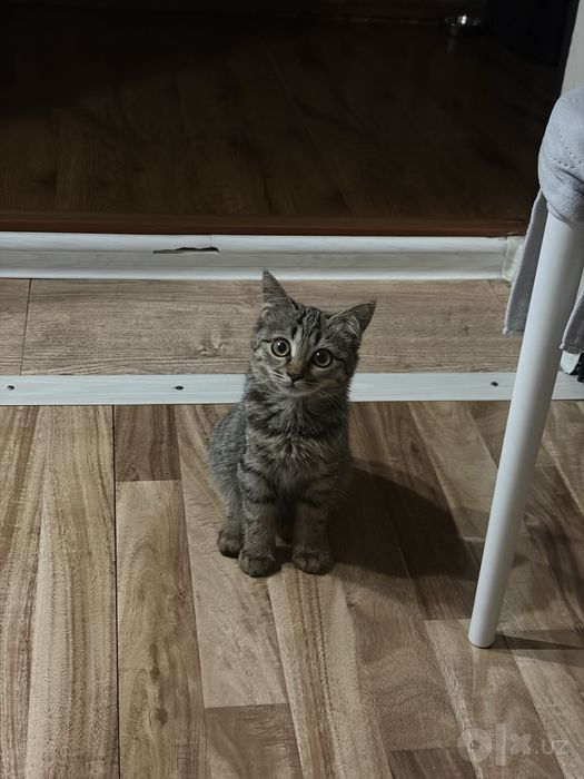Котенок в добрые руки