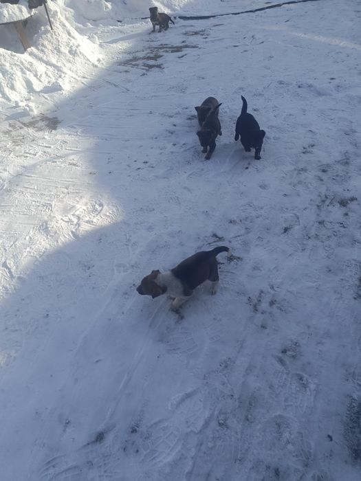 Отдам в хорошие руки!!!