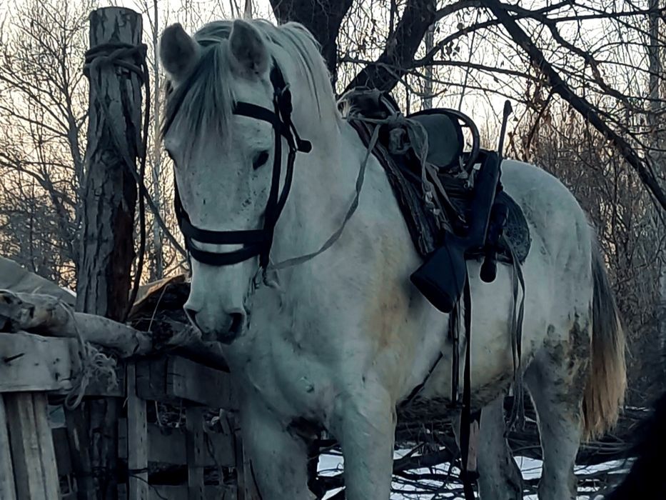 Жуас айғыр сатылады