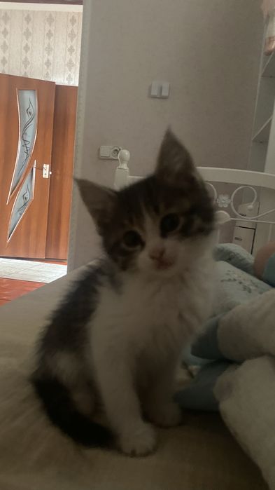 Мысық бар жақсы қарайтын адамдарға беріледі