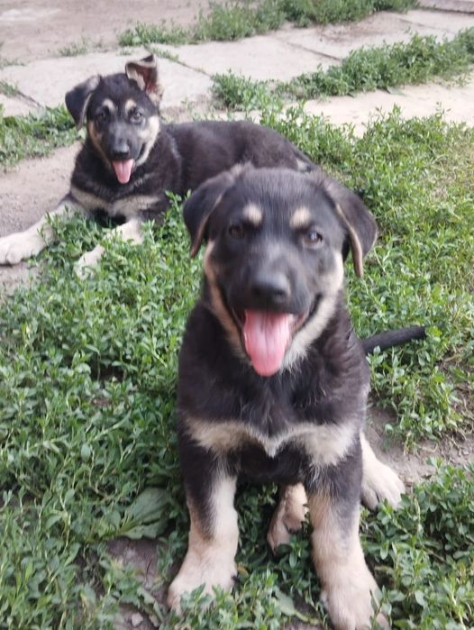 Отличные щенки ВЕО