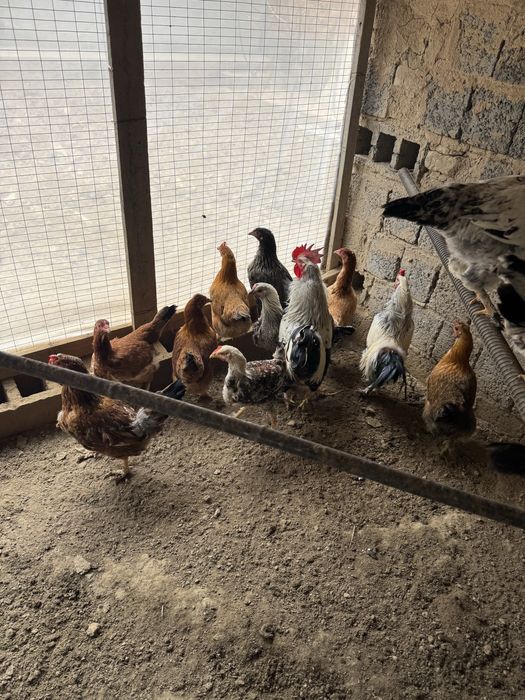 Продаётся домашний петухи и куры
