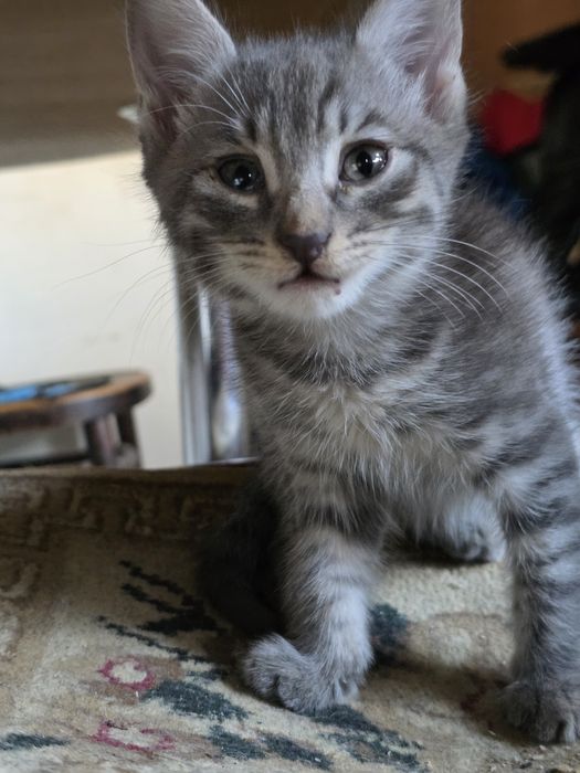 Котята, серый 1 мальчик