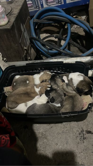 Алабай щенки 20000тг