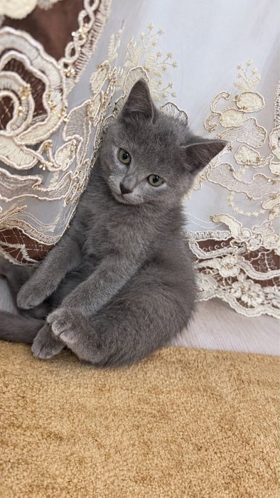 Британская кошка.Девочка.Отдам кота в добрые руки