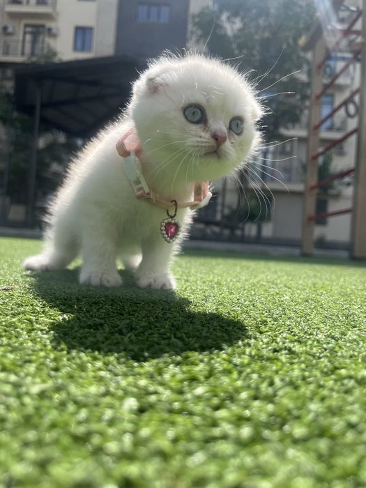 Скоттиш фолд сотилади