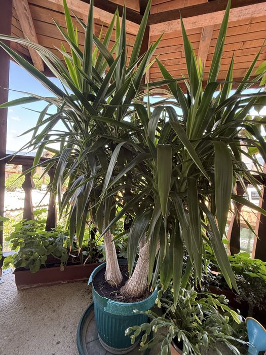 Продавам драцена (широколистна)