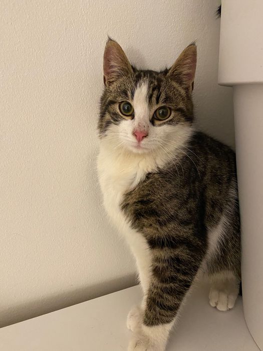 Котенце момче 5 мес