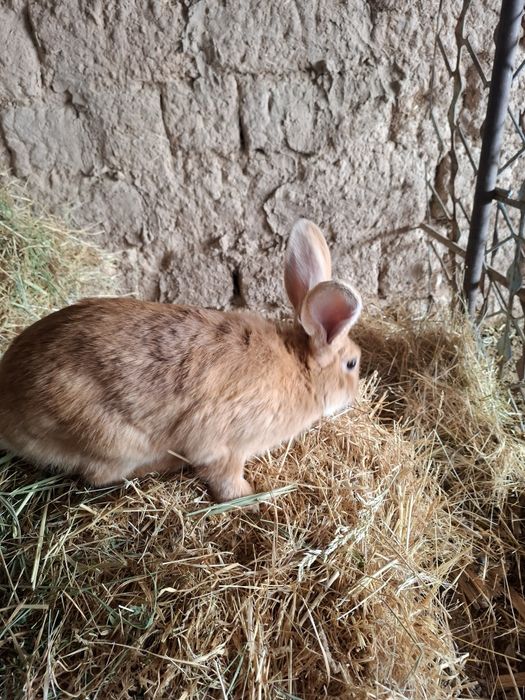 Кролики бургунской пароды