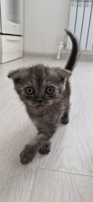 Scottish Fold ва Scottish Straight мушук болалари сотилади