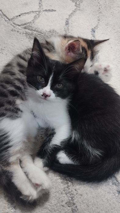 Отдам даром котят 2 месяца