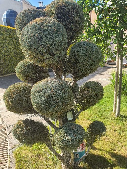 Предлагаме Туя-Смарагд и др.Озеленяване и подръжка на зелени площи