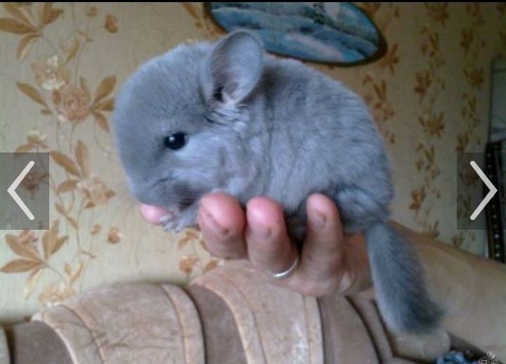 Оказываем весь спектр услуг для ваших животных