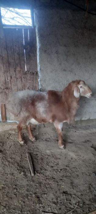 Арашан кучкор сотилади