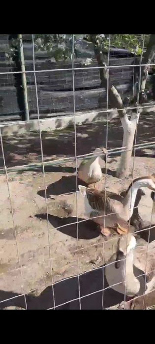 Salut am 3giste și un giscan de vânzare