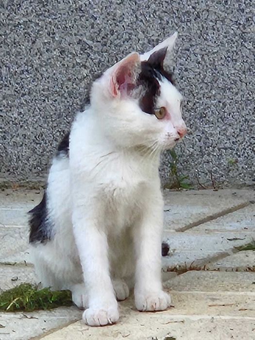 Dau spre adoptie 4 pisoi, aproximativ 3 luni