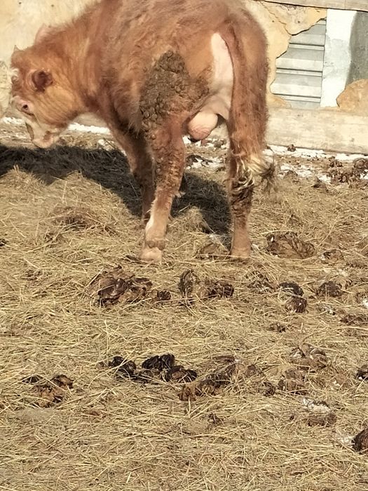 Продам бычка 1.5 годика