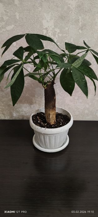 Пахира баобаб продам