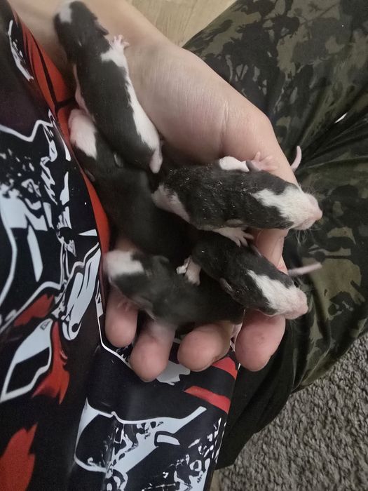 Крысята домашние, не на корм