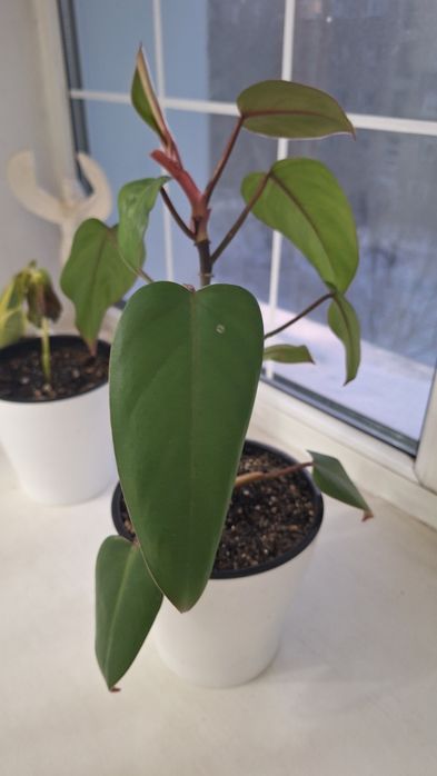 Продается цветок.Филодендрон.