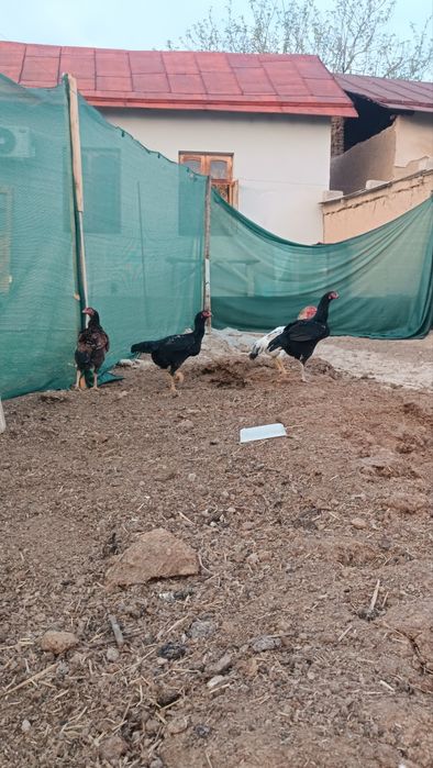 Dakan tovuqlar sotiladi