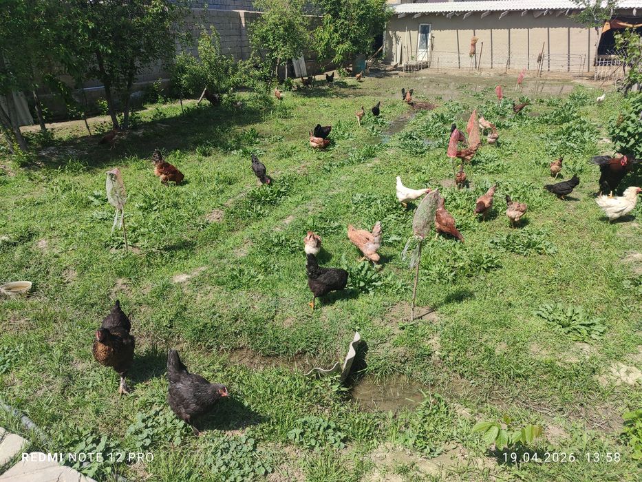 Домашный 12 ойлик товуклар сотилади