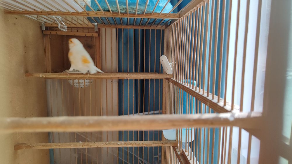 Кенар канарейки канарейка мазайка