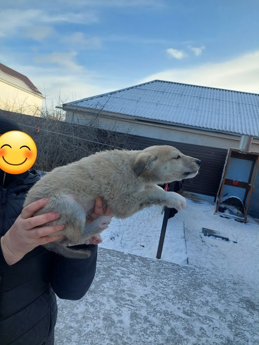 Раздача щенков, щенки на половину алабаи.