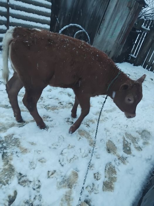 De vânzare vițică