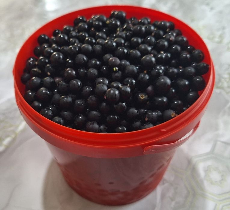 Продам вороняшку