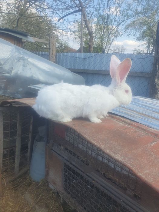 Iepuroae de vinzare urias german