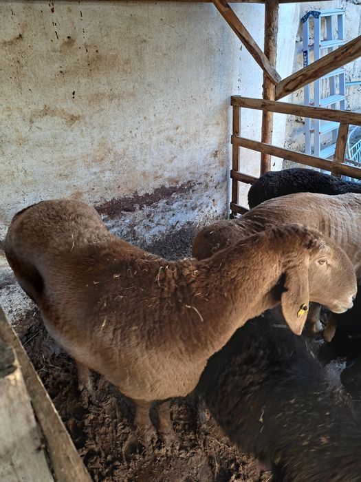 Самка баран крупного телосложение