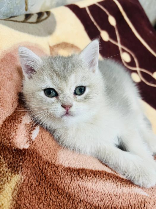 Шикарный чистокровный мальчик,британская золотая шиншилла. ,