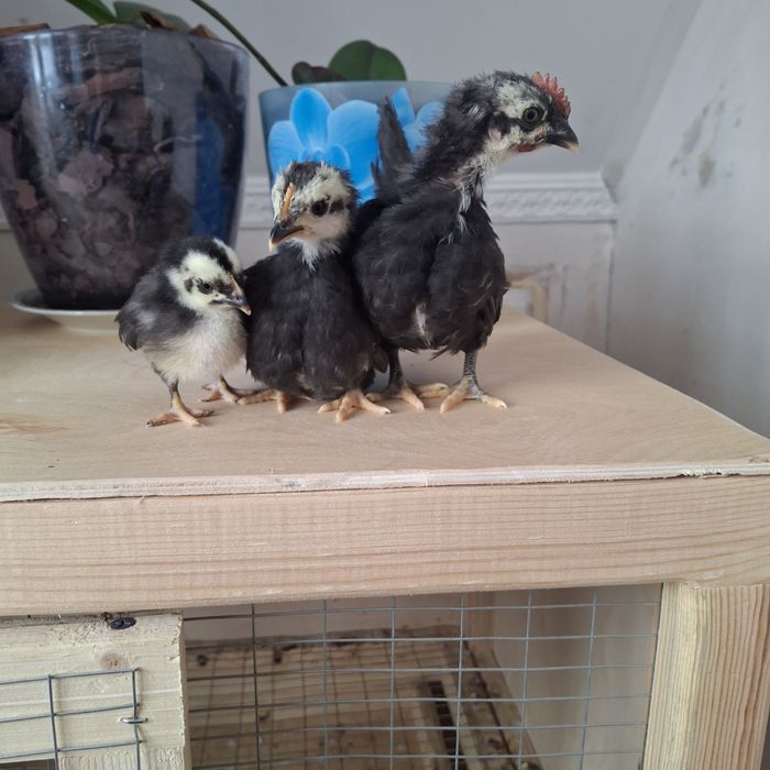 Курочки породы шабо