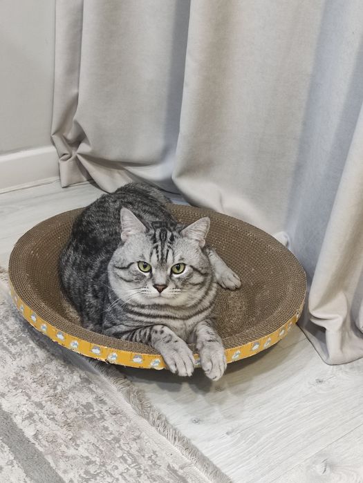 Ищем кошку для котика