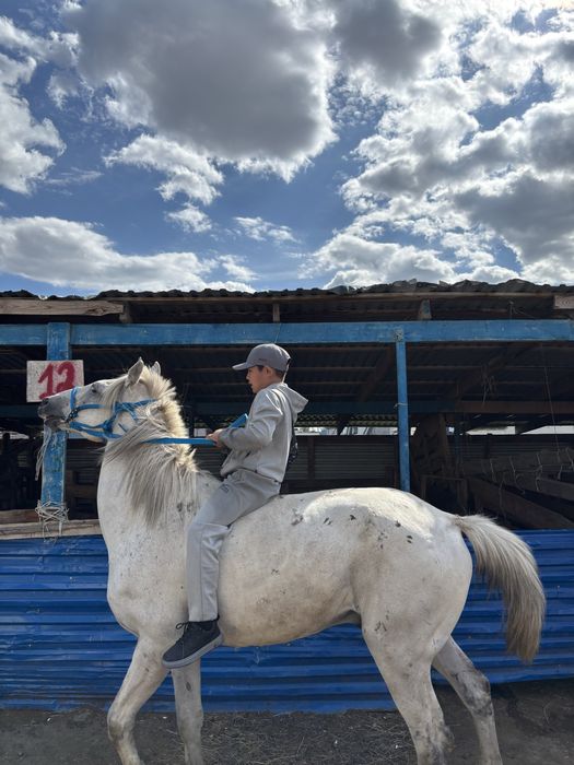 қой сиыр жылқы сатылады