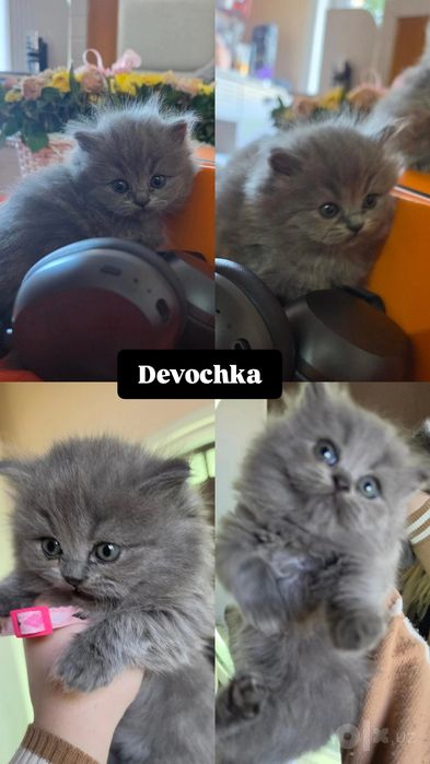 Toozza zotli mushuklar scottish fold stright