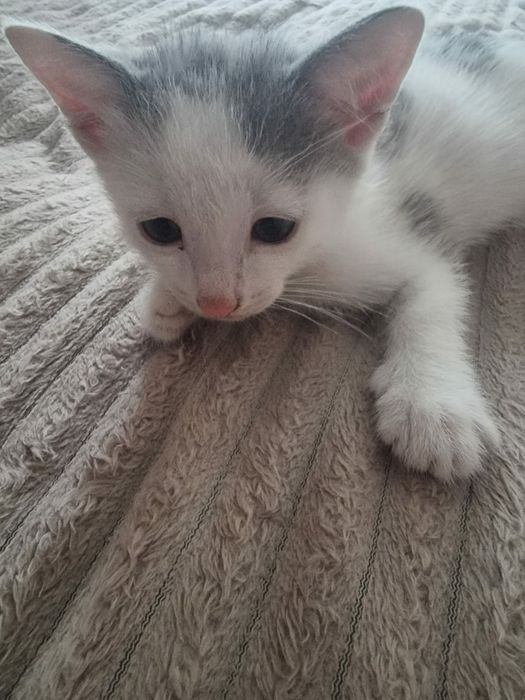 Котёнок в хорошие,  добрые руки