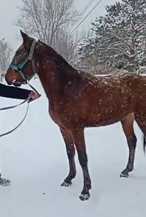 Американка иноходка кабылка